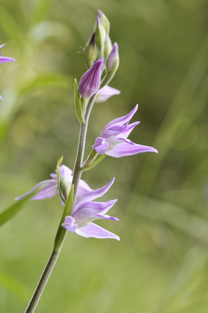 Rotes Waldvögelein - Cephalanthera rubra