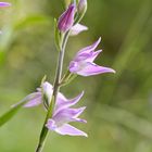 Rotes Waldvögelein - Cephalanthera rubra