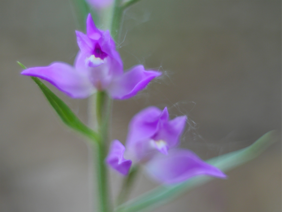 Rotes Waldvögelein, (Cephalanthera rubra) 