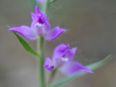 Rotes Waldvögelein, (Cephalanthera rubra) 