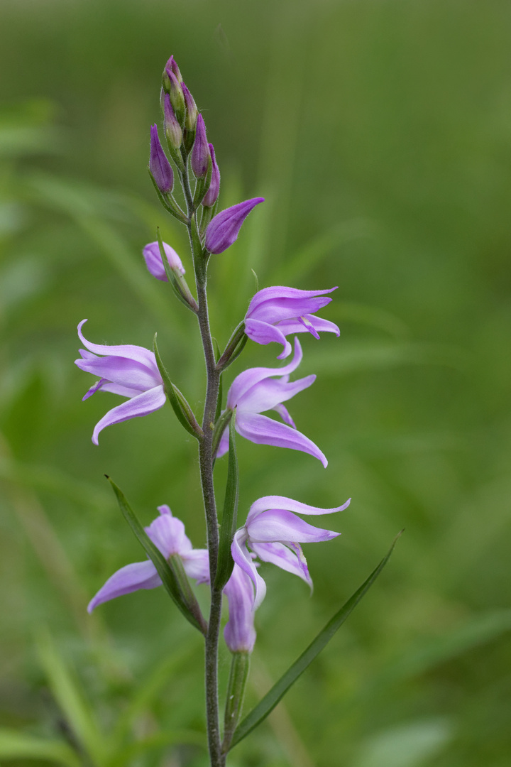 Rotes Waldvögelein (Cephalanthera rubra)