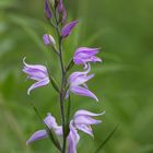 Rotes Waldvögelein (Cephalanthera rubra)