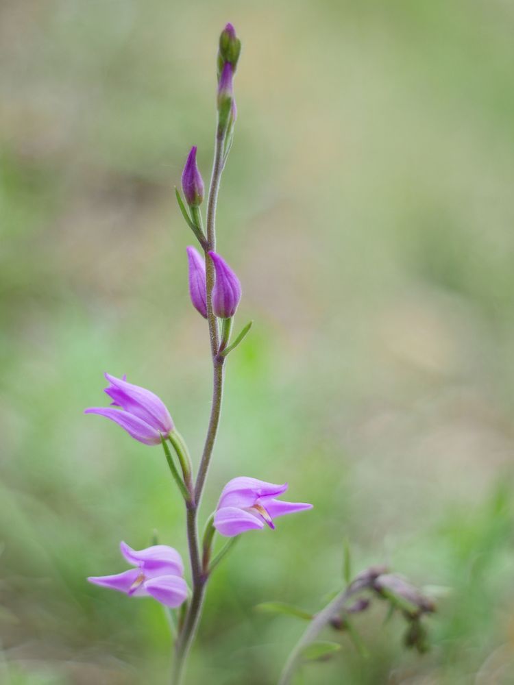 Rotes Waldvögelein, (Cephalanthera rubra) 