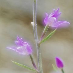 Rotes Waldvögelein, Cephalanthera rubra 