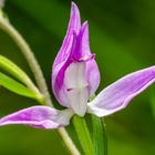 Rotes Waldvögelein (Cephalanthera rubra)