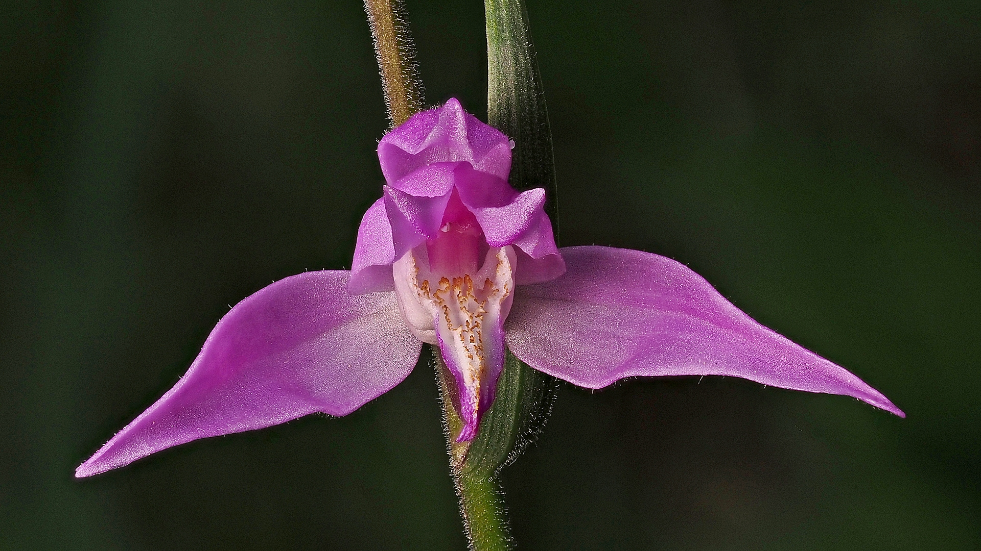 Rotes Waldvögelein (Cephalanthera rubra)