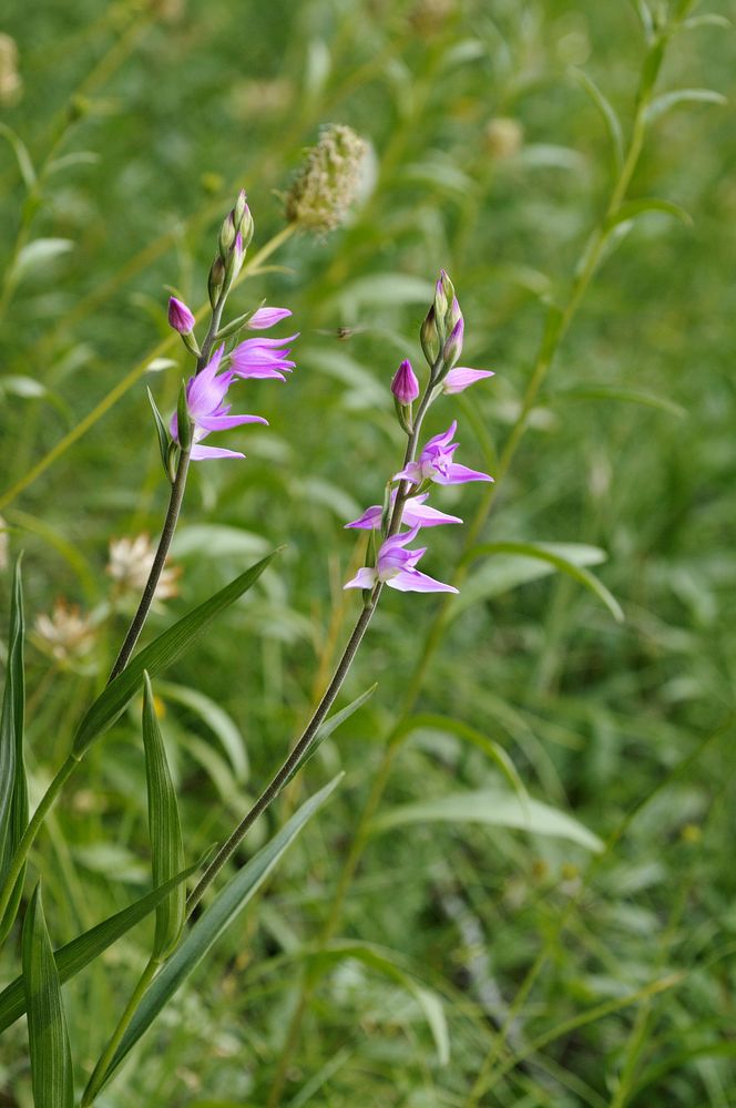 Rotes Waldvögelein - Cephalanthera rubra.