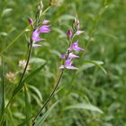 Rotes Waldvögelein - Cephalanthera rubra.