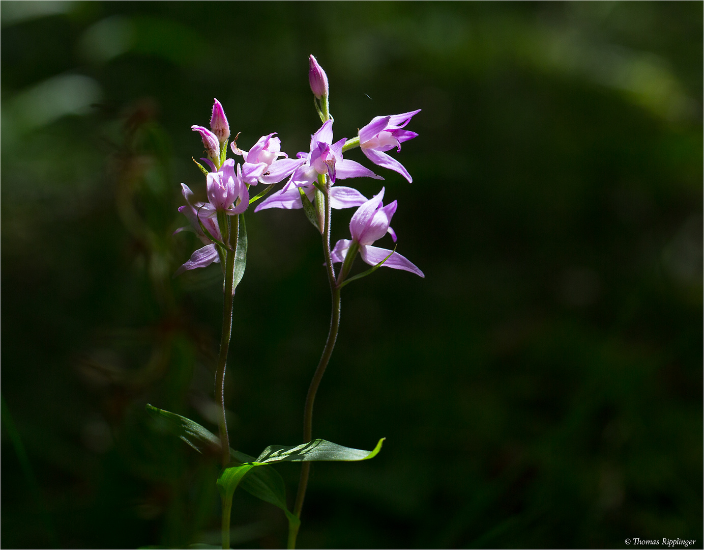 Rotes Waldvöglein (Cephalanthera rubra)