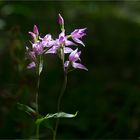 Rotes Waldvöglein (Cephalanthera rubra)