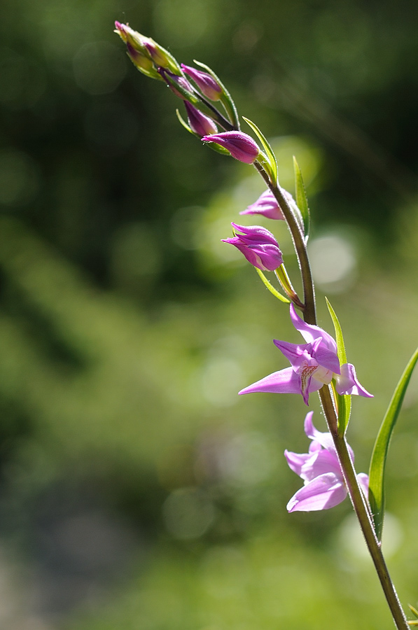 Rotes Waldvöglein (Cephalanthera rubra)