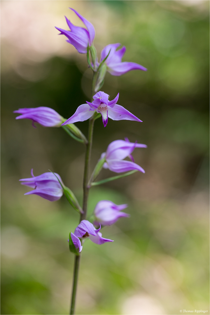 Rotes Waldvöglein (Cephalanthera rubra)