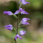 Rotes Waldvöglein (Cephalanthera rubra)