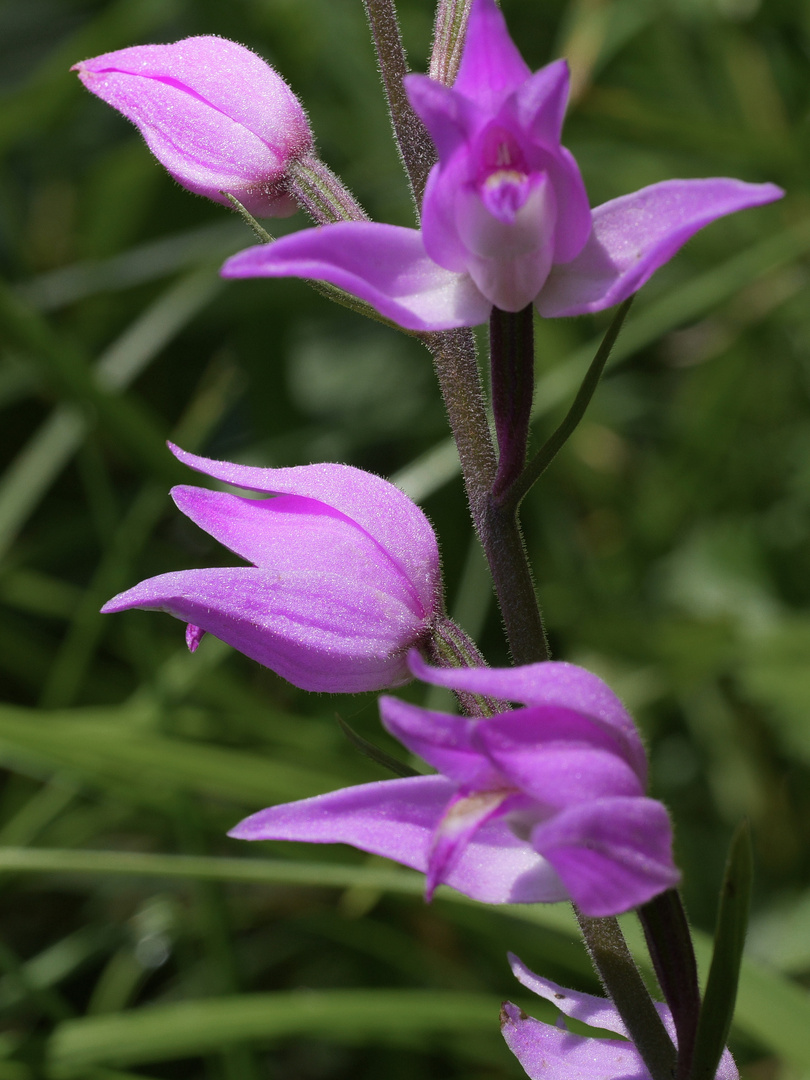 Rotes Waldvöglein (Cephalanthera rubra) 1330943