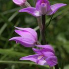 Rotes Waldvöglein (Cephalanthera rubra) 1330943