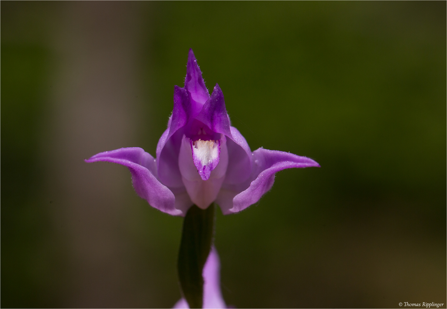 Rotes Waldvöglein (Cephalanthera rubra)........