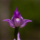 Rotes Waldvöglein (Cephalanthera rubra)........