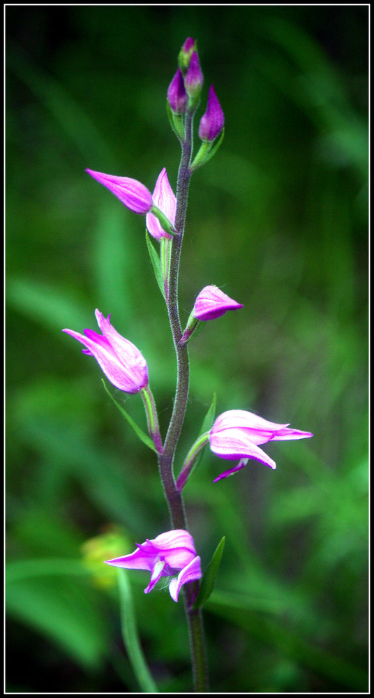 Rotes Waldvöglein (Cephalanthera rubra)