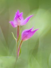 Rotes Waldvöglein (Cephalanthera rubra)