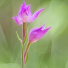 Rotes Waldvöglein (Cephalanthera rubra)