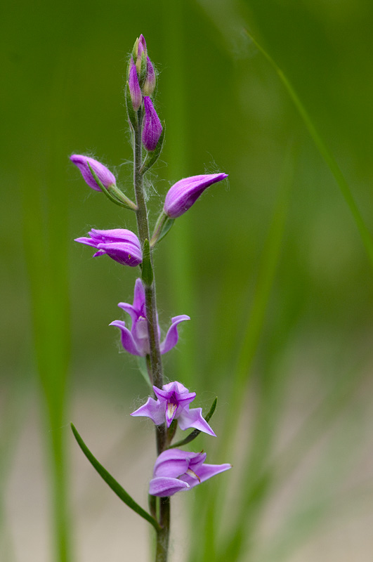 Rotes Waldvöglein - Cephalanthera rubra