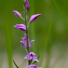 Rotes Waldvöglein - Cephalanthera rubra