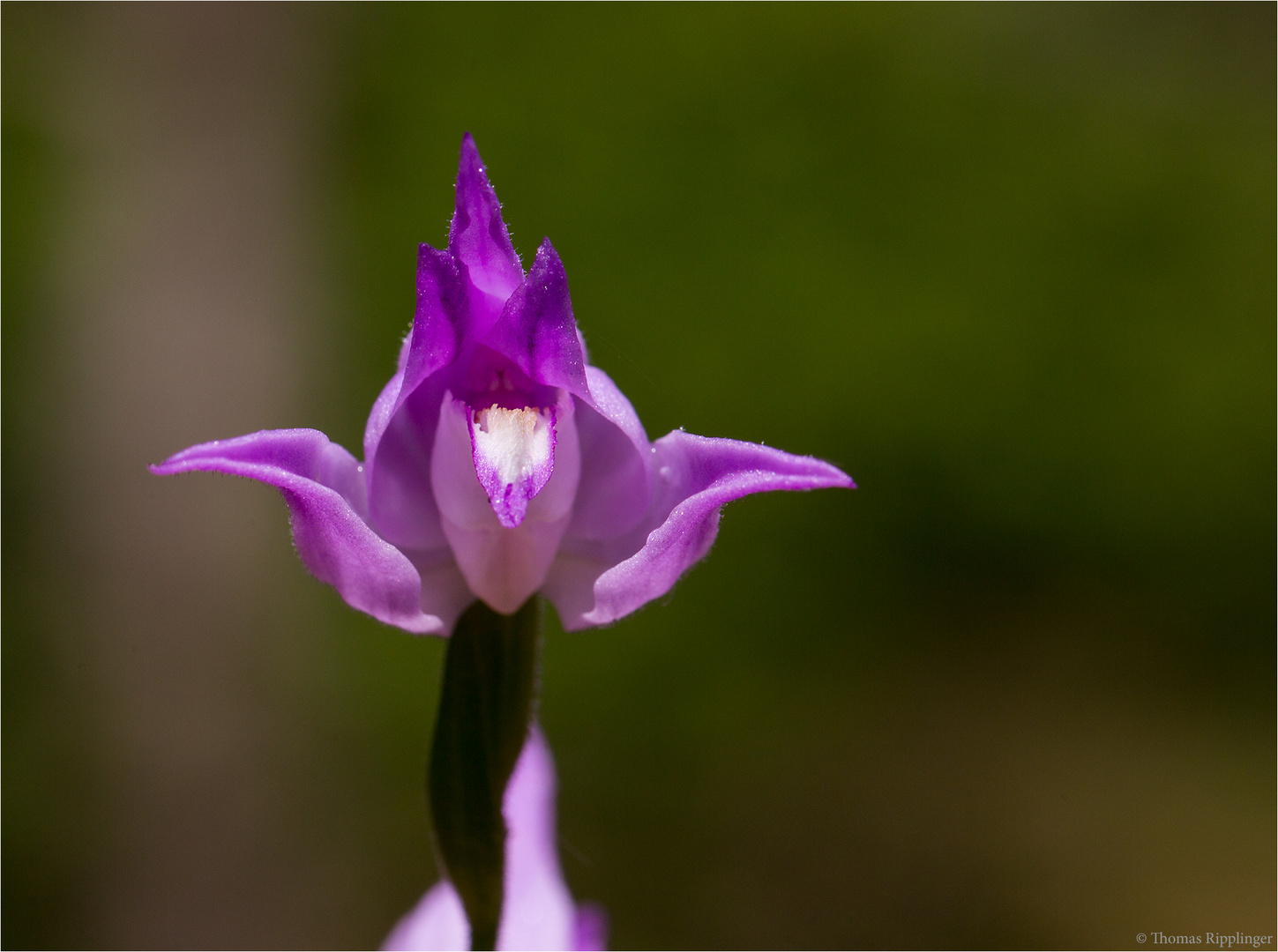 Rotes Waldvöglein (Cephalanthera rubra) .