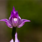 Rotes Waldvöglein (Cephalanthera rubra) .