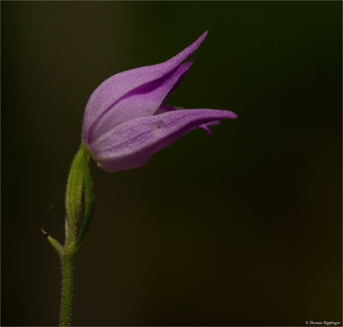 Rotes Waldvöglein (Cephalanthera rubra)