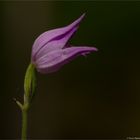 Rotes Waldvöglein (Cephalanthera rubra)