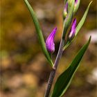 Rotes Waldvöglein (Cephalanthera rubra)