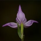 Rotes Waldvöglein (Cephalanthera rubra)