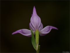 Rotes Waldvöglein (Cephalanthera rubra)