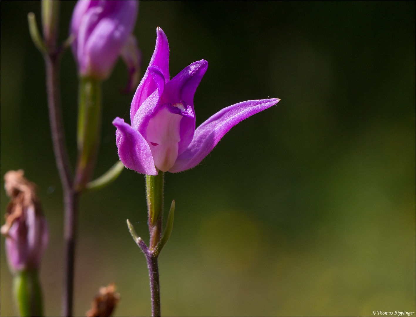 Rotes Waldvöglein (Cephalanthera rubra)..