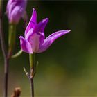 Rotes Waldvöglein (Cephalanthera rubra)..