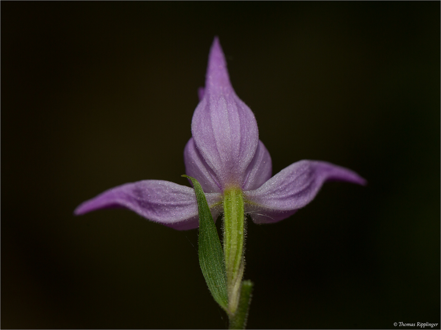 Rotes Waldvöglein (Cephalanthera rubra) .