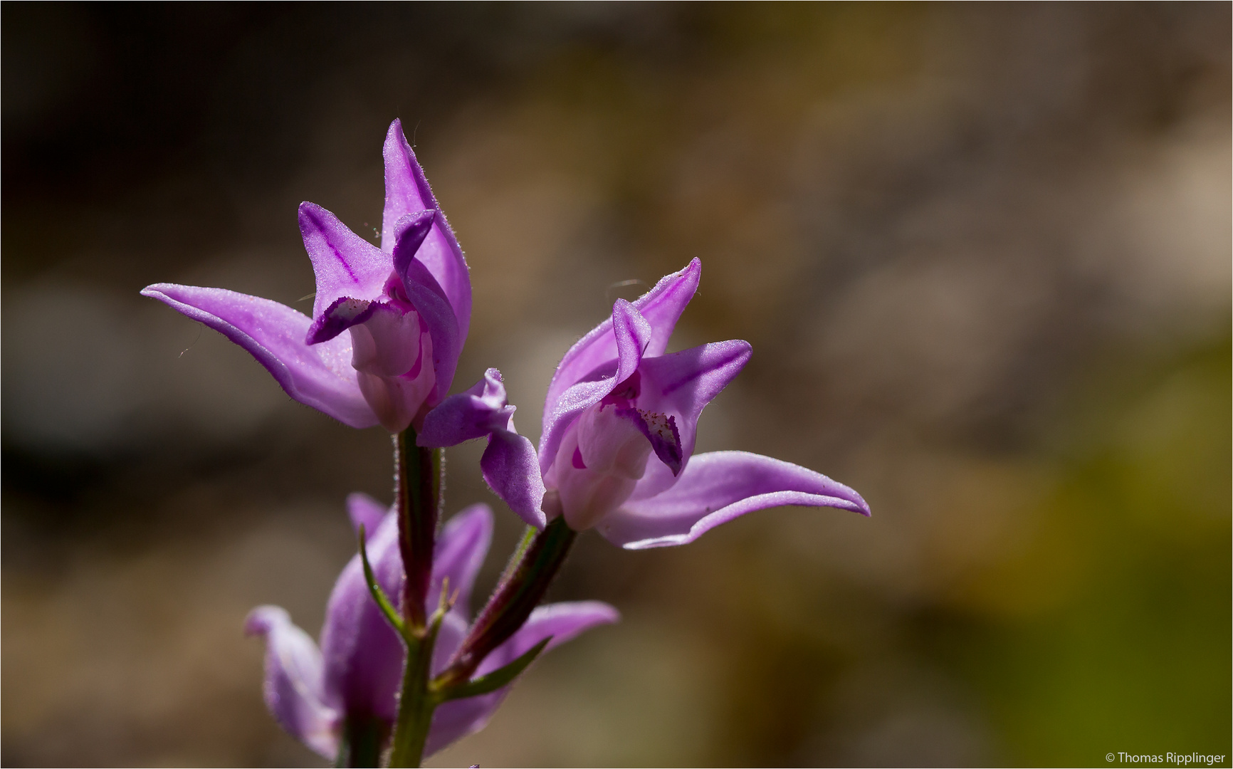 Rotes Waldvöglein (Cephalanthera rubra)