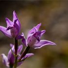 Rotes Waldvöglein (Cephalanthera rubra)