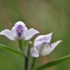 Rotes Waldvöglein (Cephalanthera rubra)