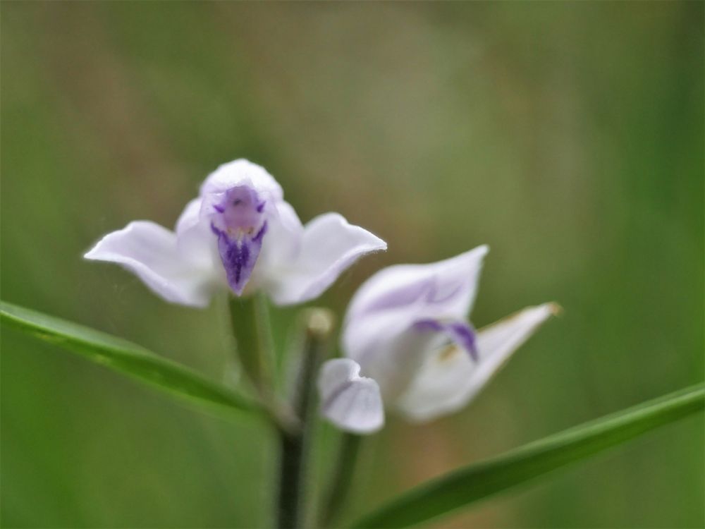 Rotes Waldvöglein (Cephalanthera rubra)