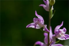 Rotes Waldvöglein (Cephalanthera rubra) ......