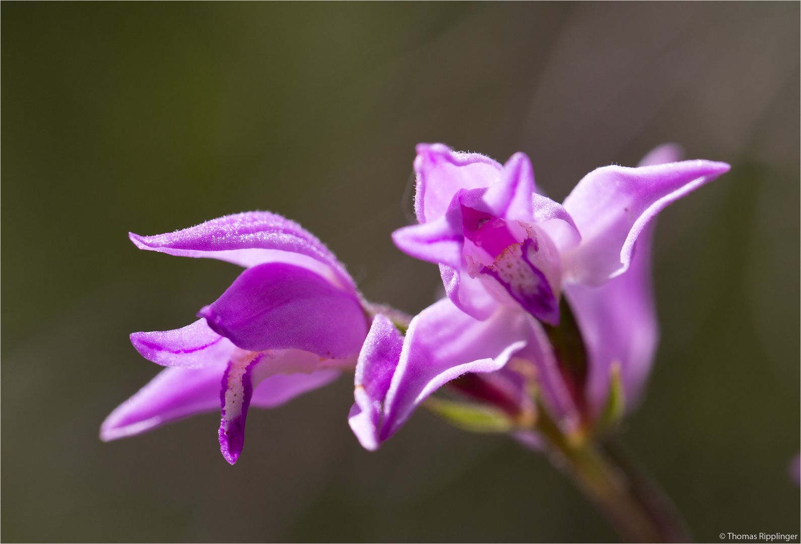 Rotes Waldvöglein (Cephalanthera rubra). .