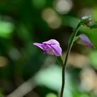 Rotes Waldvöglein (Cephalanthera rubra)