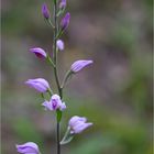 Rotes Waldvöglein (Cephalanthera rubra). . .