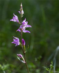 Rotes Waldvöglein (Cephalanthera rubra) ...