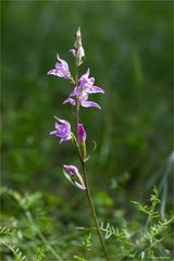 Rotes Waldvöglein (Cephalanthera rubra) ..