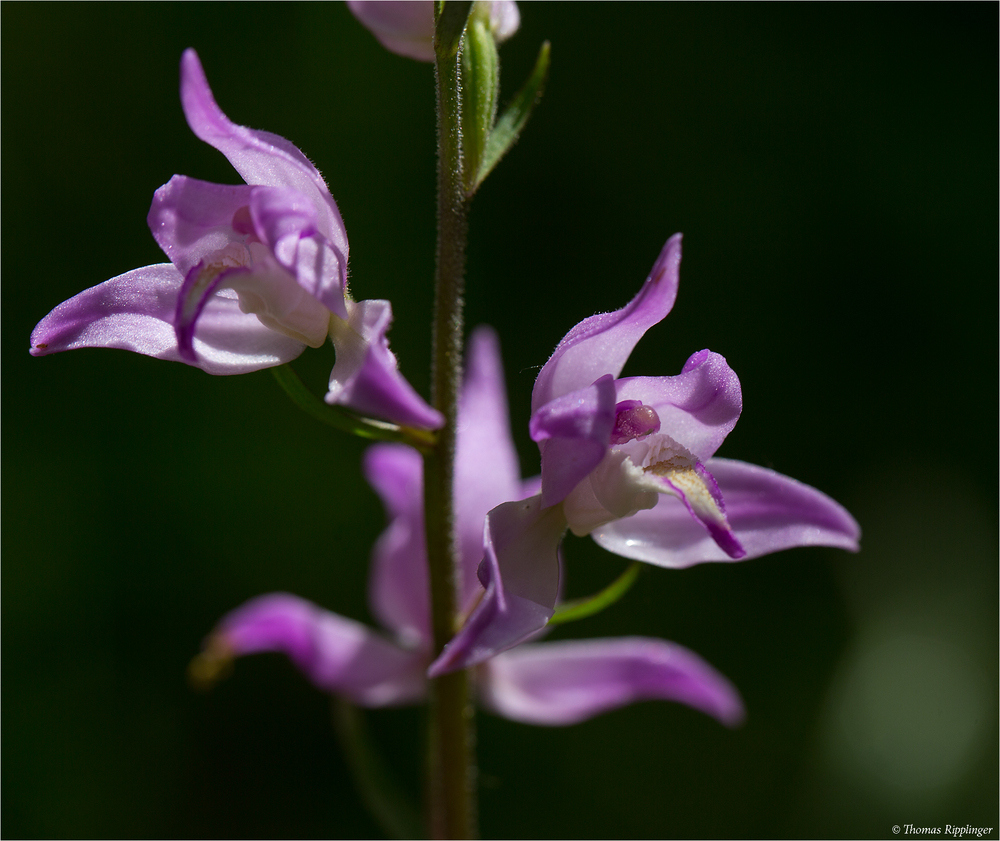 Rotes Waldvöglein (Cephalanthera rubra)