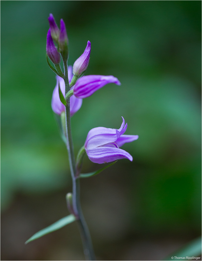 Rotes Waldvöglein (Cephalanthera rubra)....