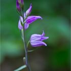 Rotes Waldvöglein (Cephalanthera rubra)....