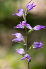 Rotes Waldvöglein (Cephalanthera rubra)